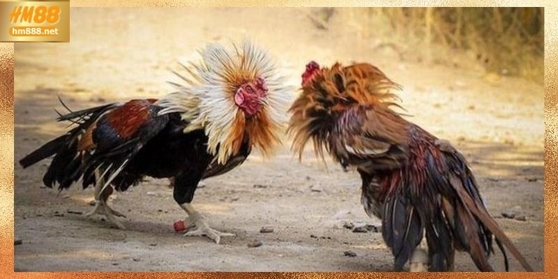 Top 4 lưu ý quan trọng khi tham gia đá gà trực tiếp c1